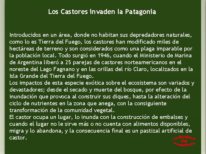 Los Castores invaden la Patagonia Introducidos en un área, donde no habitan sus depredadores