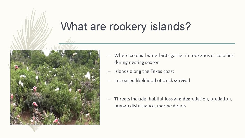 What are rookery islands? – Where colonial waterbirds gather in rookeries or colonies during