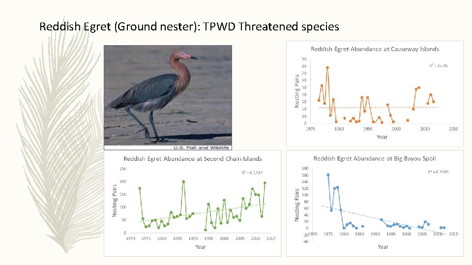 Reddish Egret (Ground nester): TPWD Threatened species 