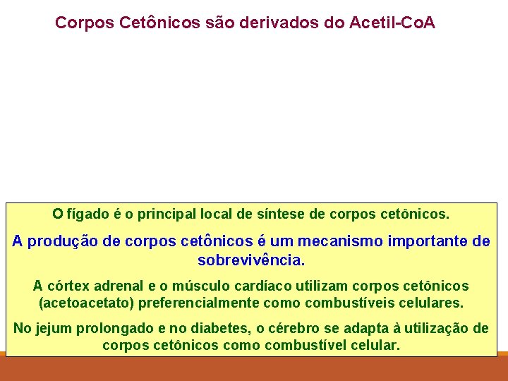 Corpos Cetônicos são derivados do Acetil-Co. A O fígado é o principal local de