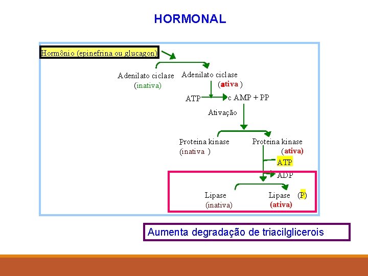 HORMONAL Hormônio (epinefrina ou glucagon) Adenilato ciclase a ((ativa ) (inativa) ATP c AMP