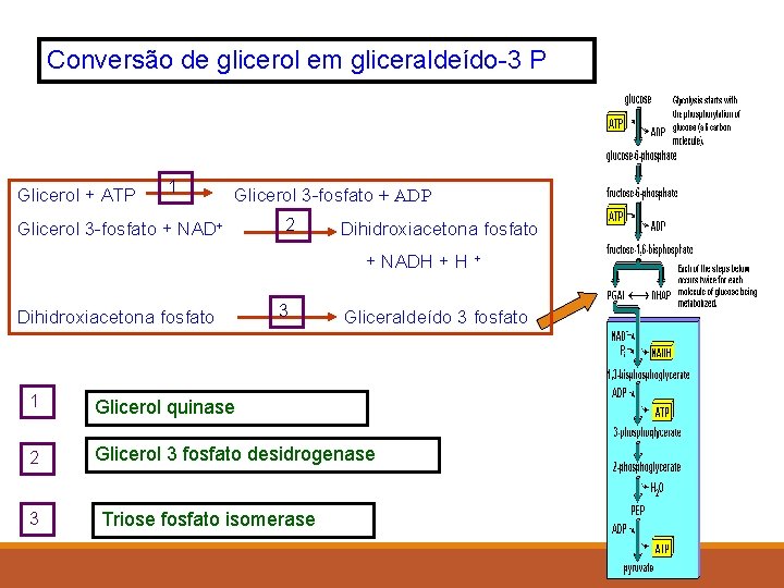 Conversão de glicerol em gliceraldeído-3 P Glicerol + ATP 1 Glicerol 3 -fosfato +