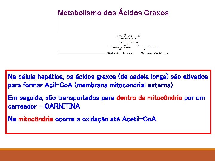 Metabolismo dos Ácidos Graxos Na célula hepática, os ácidos graxos (de cadeia longa) são