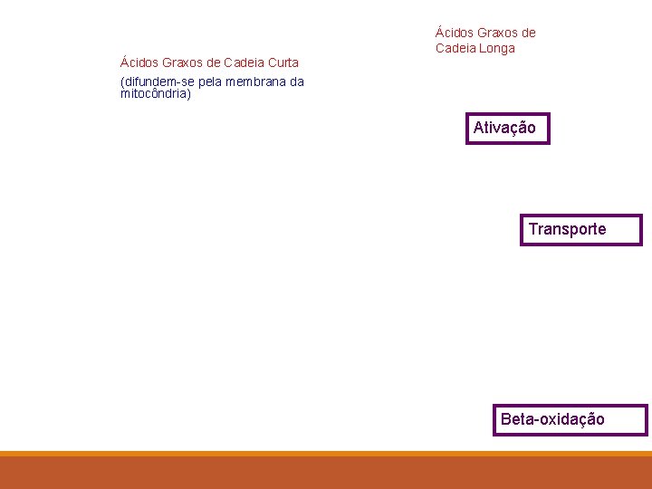 Ácidos Graxos de Cadeia Longa Ácidos Graxos de Cadeia Curta (difundem-se pela membrana da