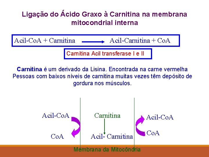 Ligação do Ácido Graxo à Carnitina na membrana mitocondrial interna Acil-Co. A + Carnitina