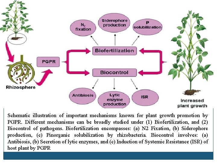 Schematic illustration of important mechanisms known for plant growth promotion by PGPR. Different mechanisms