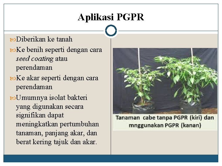 Aplikasi PGPR Diberikan ke tanah Ke benih seperti dengan cara seed coating atau perendaman