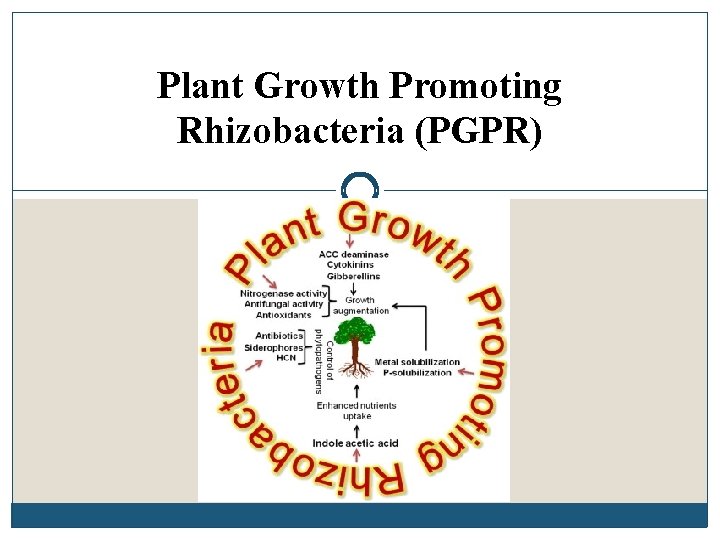 Plant Growth Promoting Rhizobacteria (PGPR) 