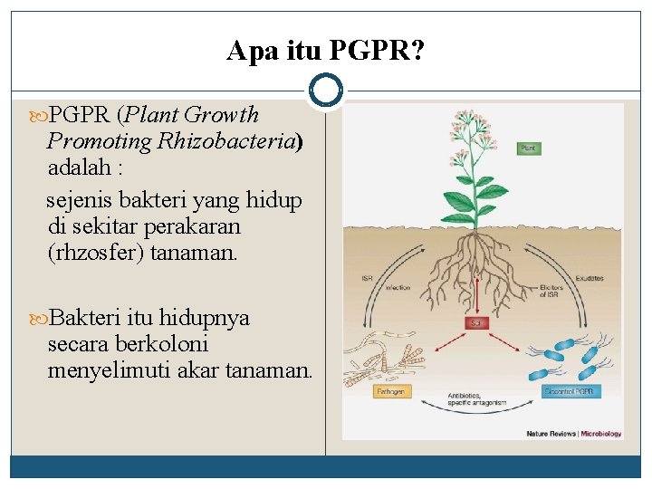 Apa itu PGPR? PGPR (Plant Growth Promoting Rhizobacteria) adalah : sejenis bakteri yang hidup