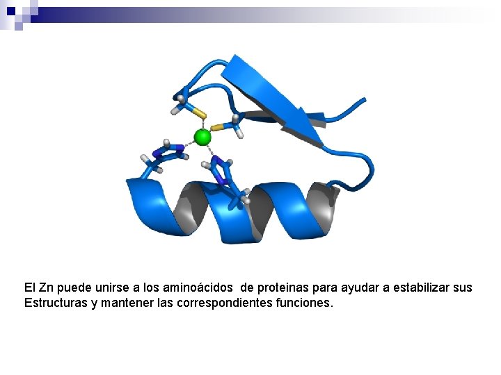 El Zn puede unirse a los aminoácidos de proteinas para ayudar a estabilizar sus