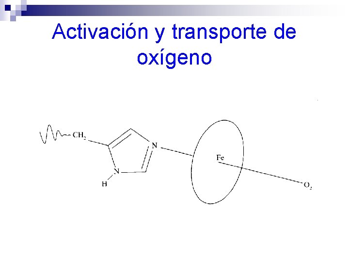 Activación y transporte de oxígeno 