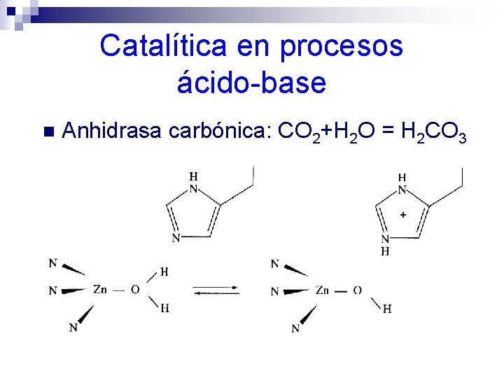 Catalítica en procesos ácido-base n Anhidrasa carbónica: CO 2+H 2 O = H 2