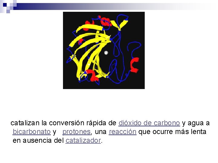 catalizan la conversión rápida de dióxido de carbono y agua a bicarbonato y protones,