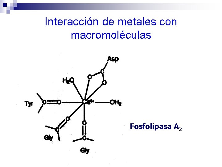 Interacción de metales con macromoléculas Fosfolipasa A 2 