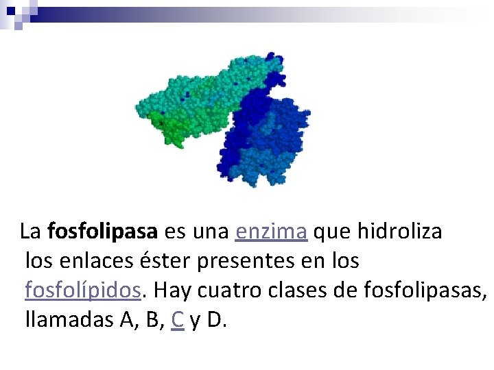 La fosfolipasa es una enzima que hidroliza los enlaces éster presentes en los fosfolípidos.