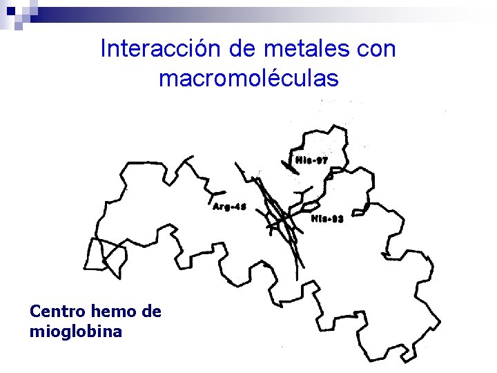 Interacción de metales con macromoléculas Centro hemo de mioglobina 