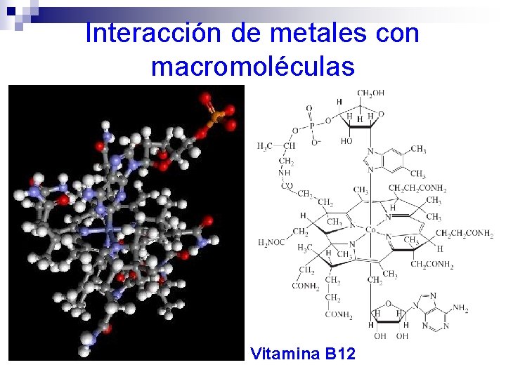Interacción de metales con macromoléculas Vitamina B 12 