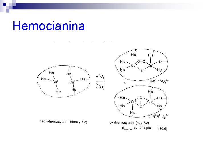 Hemocianina 