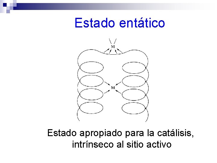 Estado entático Estado apropiado para la catálisis, intrínseco al sitio activo 