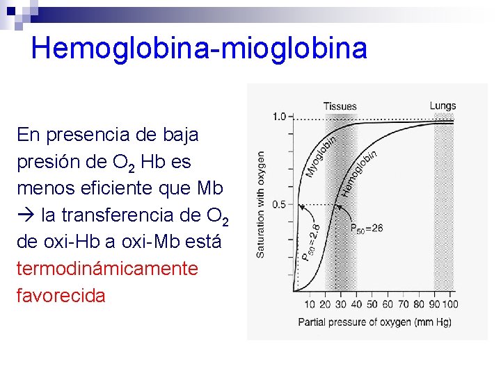 Hemoglobina-mioglobina En presencia de baja presión de O 2 Hb es menos eficiente que