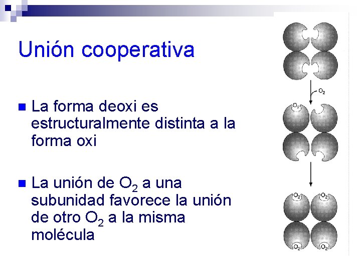 Unión cooperativa n La forma deoxi es estructuralmente distinta a la forma oxi n