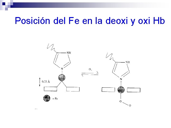 Posición del Fe en la deoxi y oxi Hb 