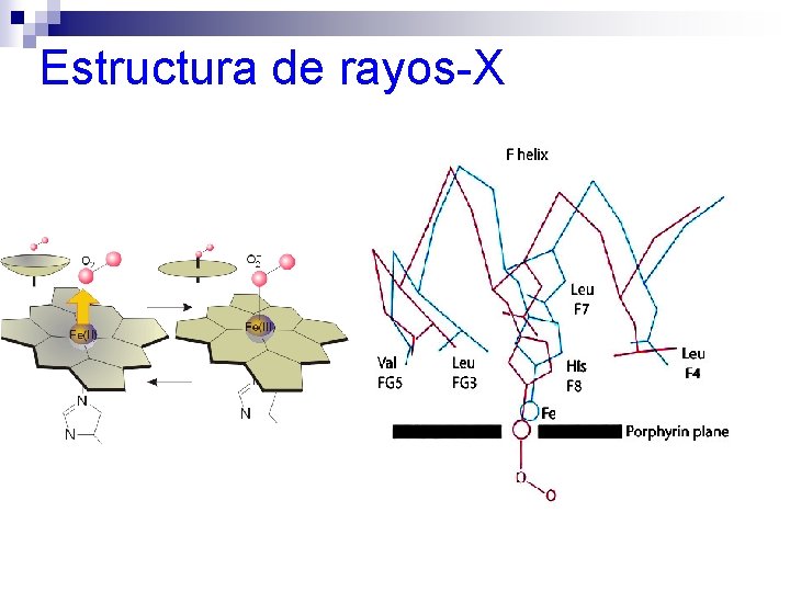 Estructura de rayos-X 
