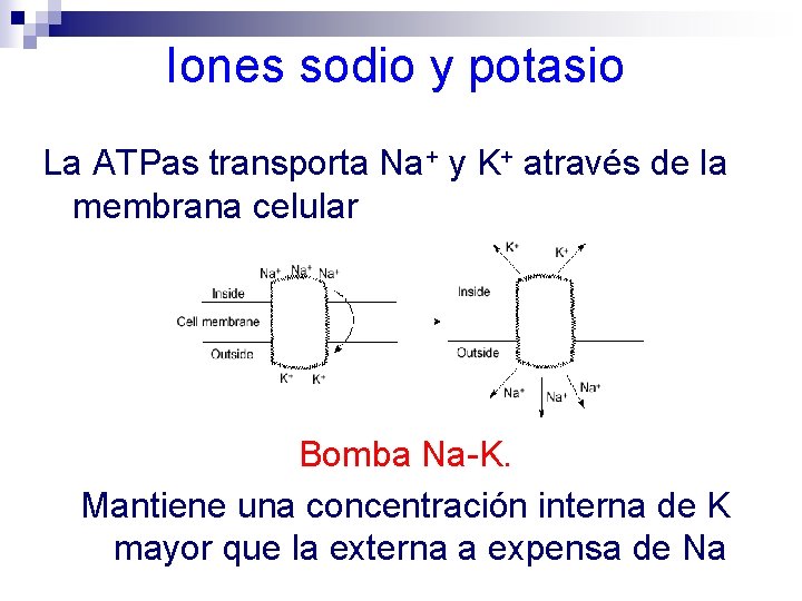 Iones sodio y potasio La ATPas transporta Na+ y K+ através de la membrana