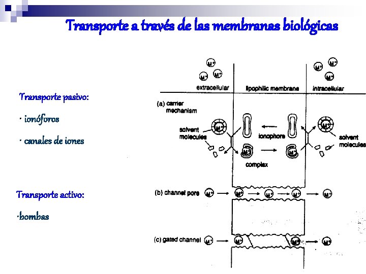 Transporte a través de las membranas biológicas Transporte pasivo: • ionóforos • canales de