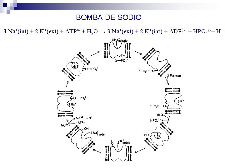 BOMBA DE SODIO 3 Na+(int) + 2 K+(ext) + ATP 4 - + H