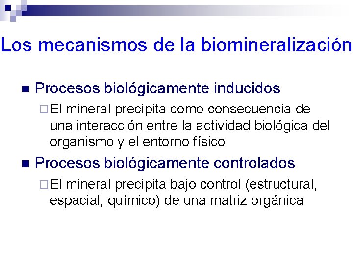 Los mecanismos de la biomineralización n Procesos biológicamente inducidos ¨ El mineral precipita como