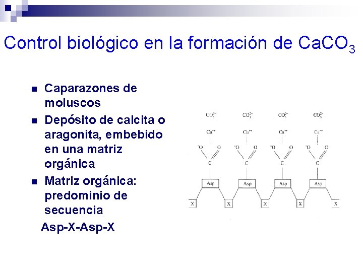Control biológico en la formación de Ca. CO 3 Caparazones de moluscos n Depósito