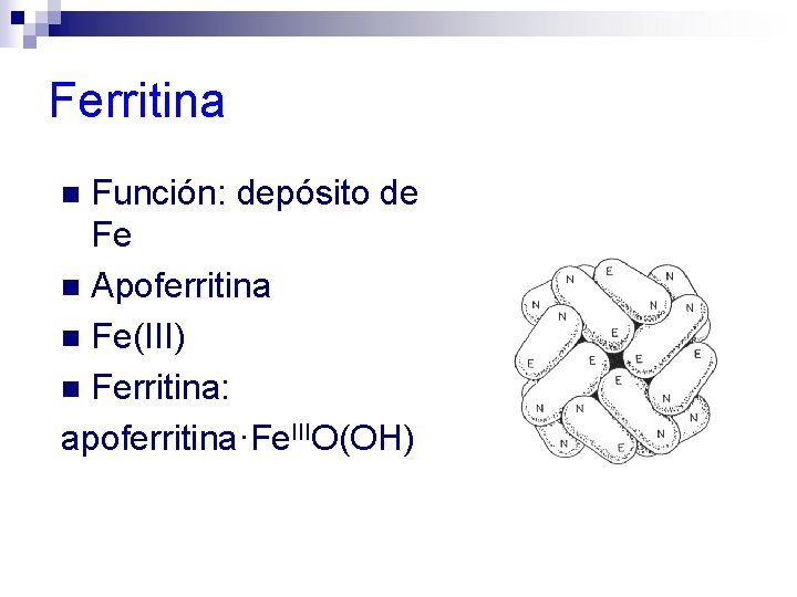 Ferritina Función: depósito de Fe n Apoferritina n Fe(III) n Ferritina: apoferritina·Fe. IIIO(OH) n