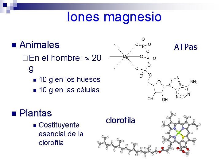 Iones magnesio n Animales ¨ En ATPas el hombre: 20 g 10 g en