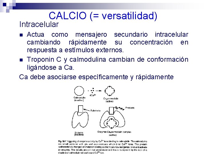 CALCIO (= versatilidad) Intracelular Actua como mensajero secundario intracelular cambiando rápidamente su concentración en