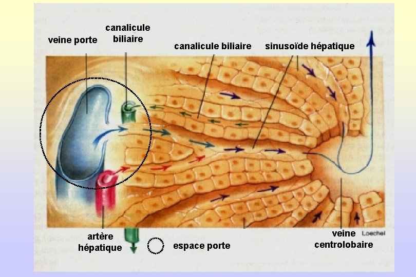 canalicule veine porte biliaire artère hépatique canalicule biliaire espace porte sinusoïde hépatique veine centrolobaire
