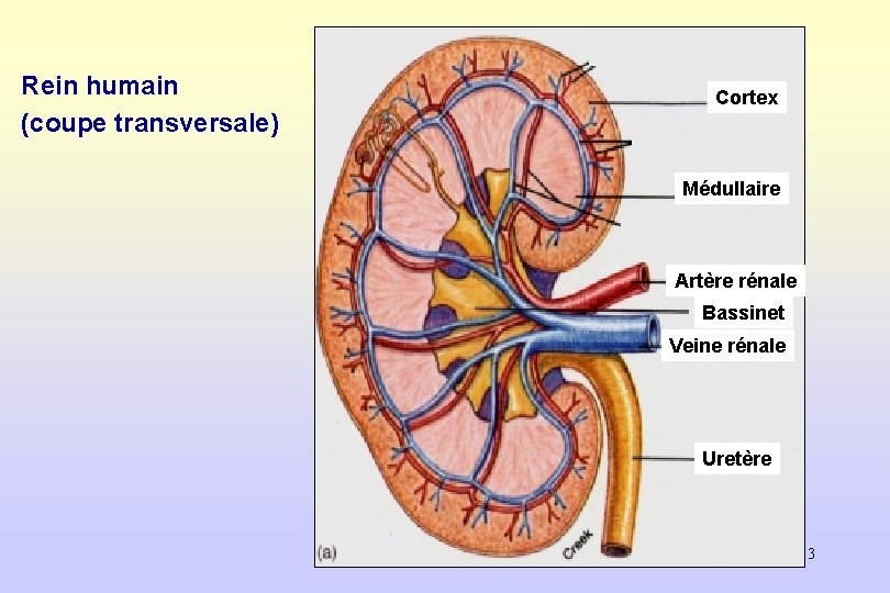 Rein humain (coupe transversale) Cortex Médullaire Artère rénale Bassinet Veine rénale Uretère 3 