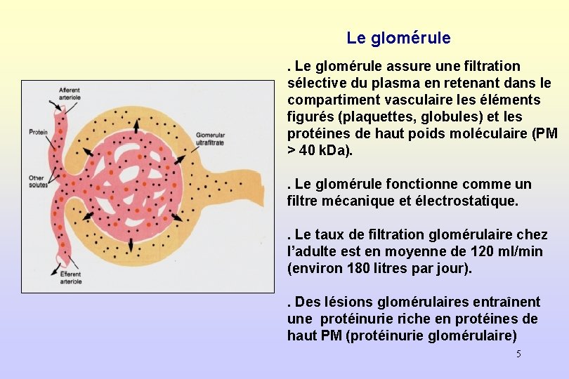 Le glomérule assure une filtration sélective du plasma en retenant dans le compartiment vasculaire