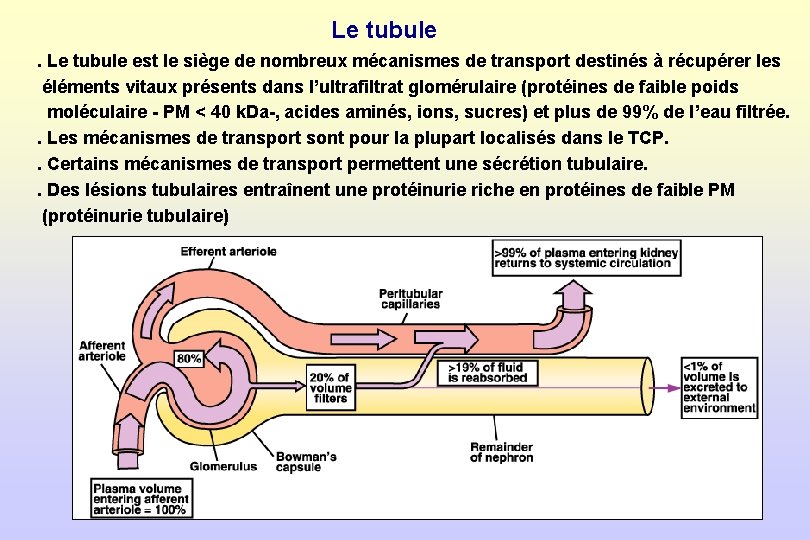 Le tubule est le siège de nombreux mécanismes de transport destinés à récupérer les