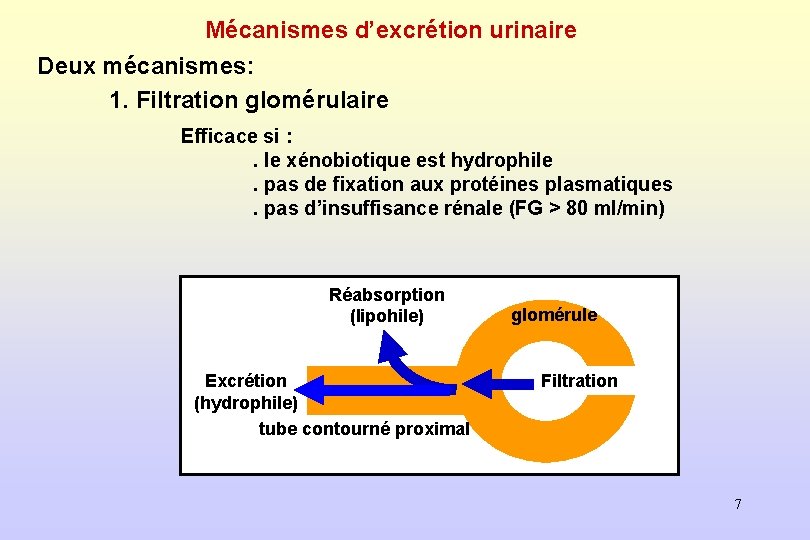 Mécanismes d’excrétion urinaire Deux mécanismes: 1. Filtration glomérulaire Efficace si : . le xénobiotique