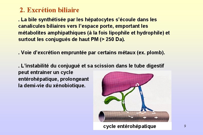 2. Excrétion biliaire. La bile synthétisée par les hépatocytes s’écoule dans les canalicules biliaires