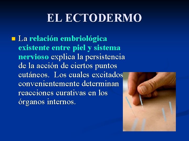 EL ECTODERMO n La relación embriológica existente entre piel y sistema nervioso explica la