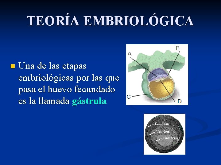 TEORÍA EMBRIOLÓGICA n Una de las etapas embriológicas por las que pasa el huevo