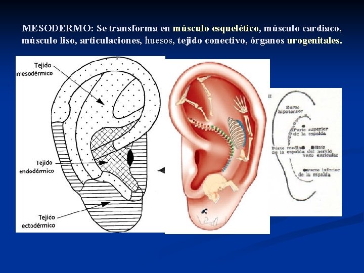 MESODERMO: Se transforma en músculo esquelético, músculo cardiaco, músculo liso, articulaciones, huesos, tejido conectivo,