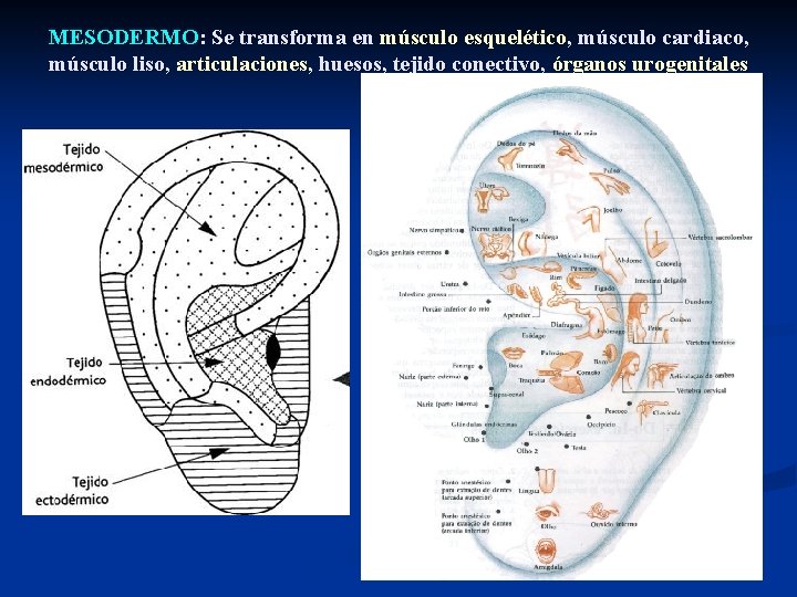 MESODERMO: Se transforma en músculo esquelético, músculo cardiaco, músculo liso, articulaciones, huesos, tejido conectivo,