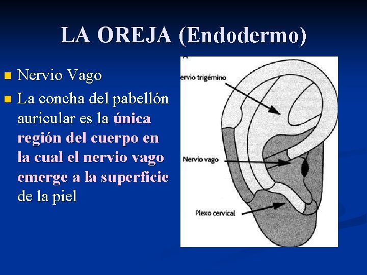 LA OREJA (Endodermo) Nervio Vago n La concha del pabellón auricular es la única