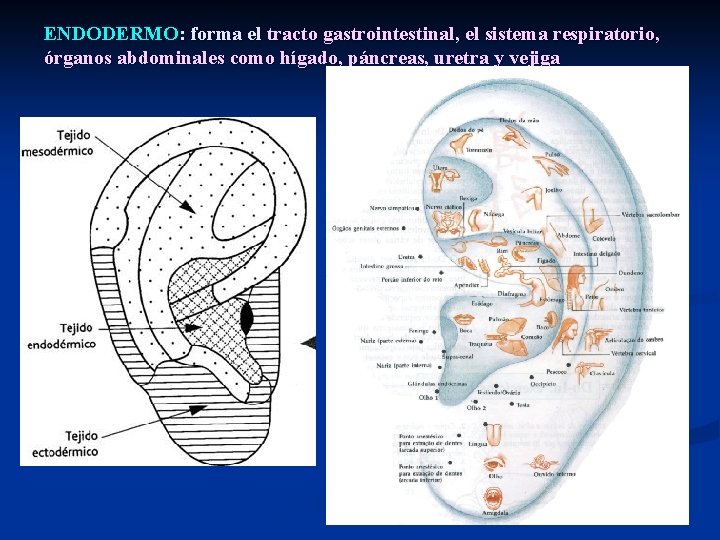 ENDODERMO: forma el tracto gastrointestinal, el sistema respiratorio, órganos abdominales como hígado, páncreas, uretra