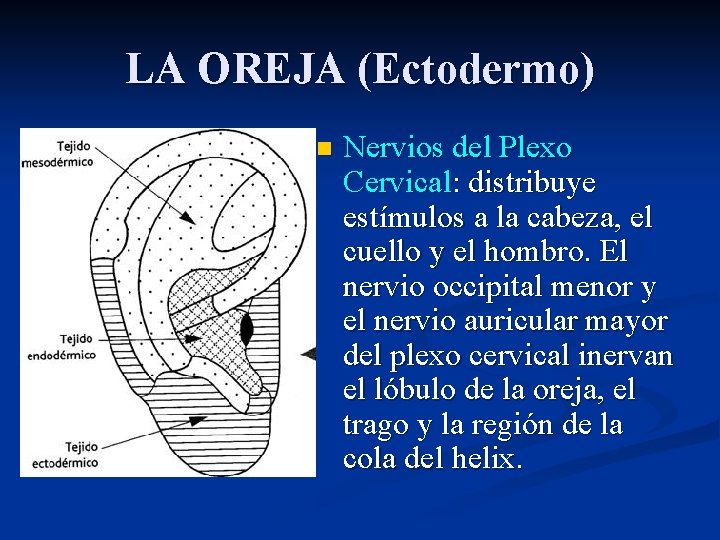 LA OREJA (Ectodermo) n Nervios del Plexo Cervical: distribuye estímulos a la cabeza, el