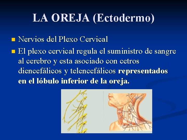 LA OREJA (Ectodermo) Nervios del Plexo Cervical n El plexo cervical regula el suministro