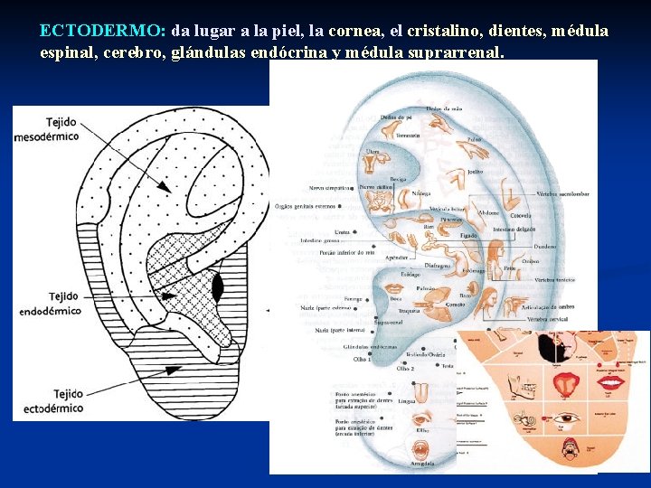 ECTODERMO: da lugar a la piel, la cornea, el cristalino, dientes, médula espinal, cerebro,